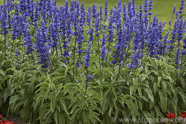 'Rhea' Dwarf Blue Mealy Sage (<i>Salvia farinacea 'Rhea' Dwarf Blue</i>), a compact, heavy-flowering cultivar of a southern North American perennial that is often used as a summer bedding plant. Order: Lamiales, Family: Lamiaceae