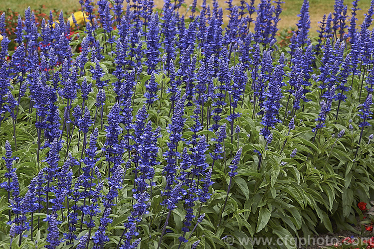 'Rhea' Dwarf Blue Mealy Sage (<i>Salvia farinacea 'Rhea' Dwarf Blue</i>), a compact, heavy-flowering cultivar of a southern North American perennial that is often used as a summer bedding plant. Order: Lamiales, Family: Lamiaceae