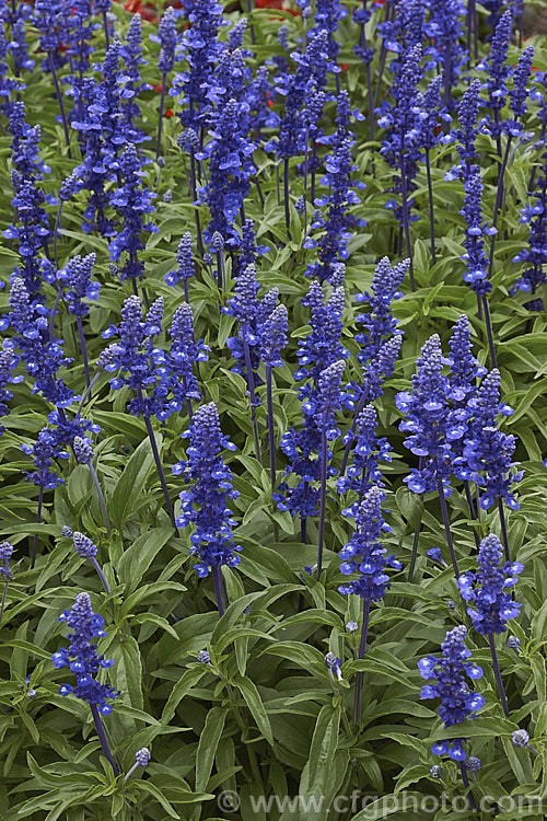 'Rhea' Dwarf Blue Mealy Sage (<i>Salvia farinacea 'Rhea' Dwarf Blue</i>), a compact, heavy-flowering cultivar of a southern North American perennial that is often used as a summer bedding plant. Order: Lamiales, Family: Lamiaceae