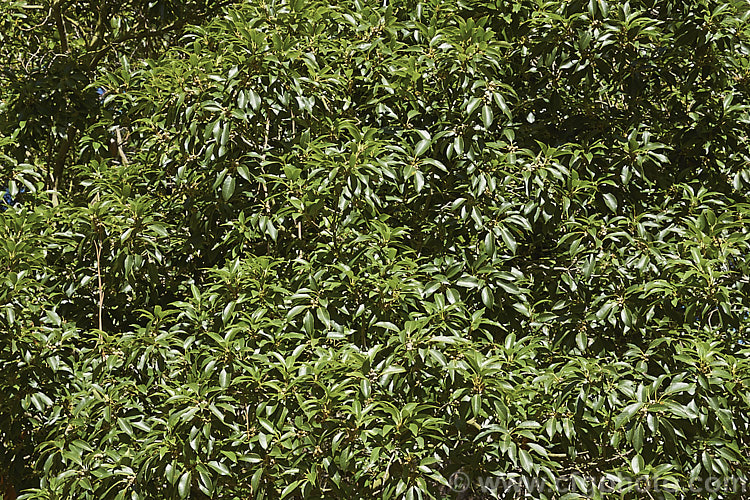 Summer foliage of the Japanese Evergreen Oak (<i>Quercus acuta</i>), an evergreen tree up to 25m tall found in Japan, North Korea and China. In cultivation it usually grows as a large round-headed shrub or small tree