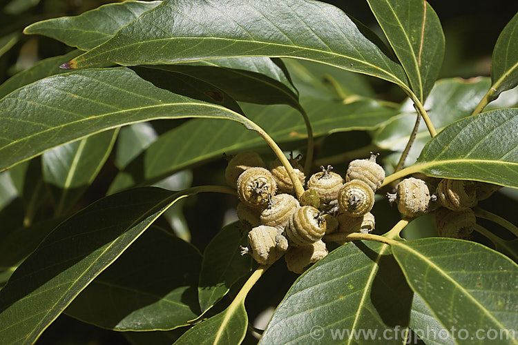 Summer foliage and immature acorns of the Japanese Evergreen Oak (<i>Quercus acuta</i>), an evergreen tree up to 25m tall found in Japan, North Korea and China. In cultivation it usually grows as a large round-headed shrub or small tree