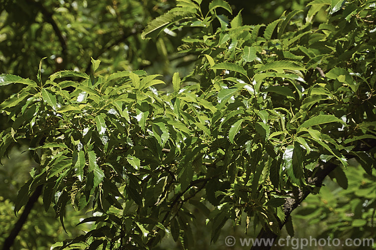 Summer foliage of the Sawtooth Oak (<i>Quercus acutissima</i>), a deciduous oak found in Japan, Korea and nearby parts of China. It grows to 30m tall and has shallowly lobed but sharply toothed foliage. The acorns take up to 18 months to mature, are 2-3cm long and held in mossy-bristled cups