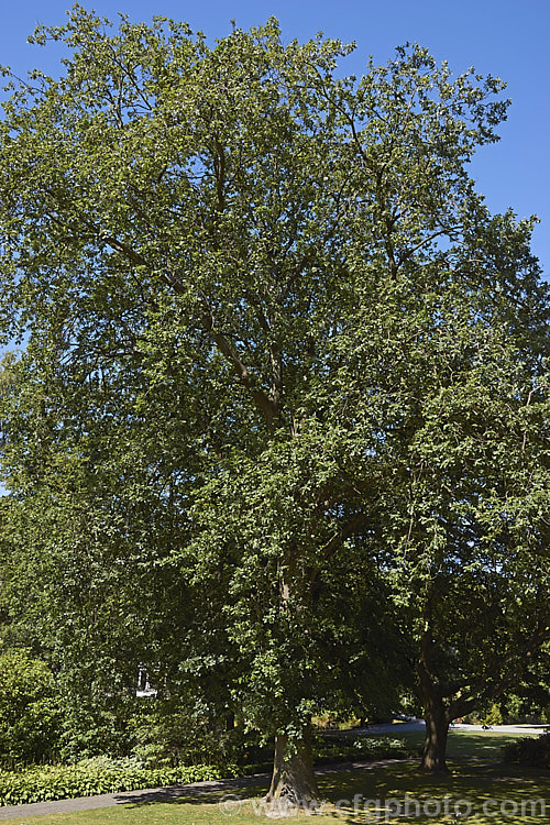 Sessile Oak or Durmast Oak (<i>Quercus petraea</i>), a deciduous tree up to 45m tall Found from Europe to western Russia, and similar to the common. Quercus robur, it differs in details, such as much longer flower catkins. In mild climates it can be semi-evergreen. Order: Fagales, Family: Fagaceae