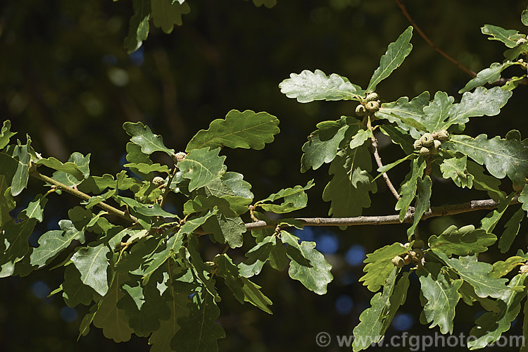 Summer foliage and immature acorns of the Sessile Oak or Durmast Oak (<i>Quercus petraea</i>), a deciduous tree up to 45m tall Found from Europe to western Russia, and similar to the common. Quercus robur, it differs in details, such as much longer flower catkins. In mild climates it can be semi-evergreen. Order: Fagales, Family: Fagaceae