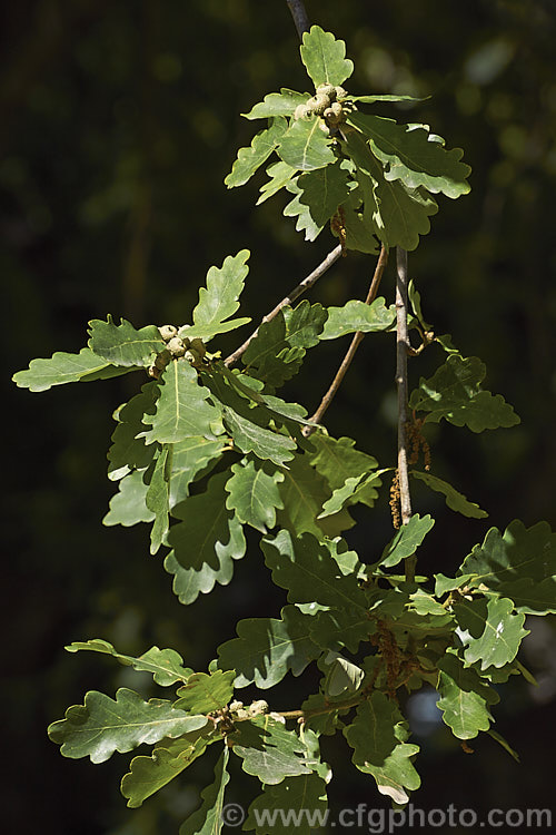 Summer foliage and immature acorns of the Sessile Oak or Durmast Oak (<i>Quercus petraea</i>), a deciduous tree up to 45m tall Found from Europe to western Russia, and similar to the common. Quercus robur, it differs in details, such as much longer flower catkins. In mild climates it can be semi-evergreen. Order: Fagales, Family: Fagaceae