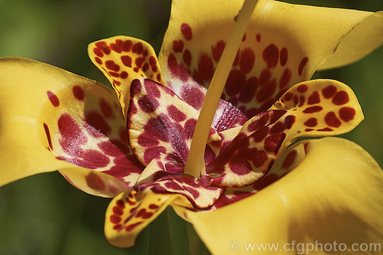 Jockey's Cap (<i>Tigridia pavonia</i>), a widely cultivated. Mexican bulb that is found in a variety of colours. The flowers last only one day but appear in succession through summer. Order: Asparagales, Family: Iridaceae