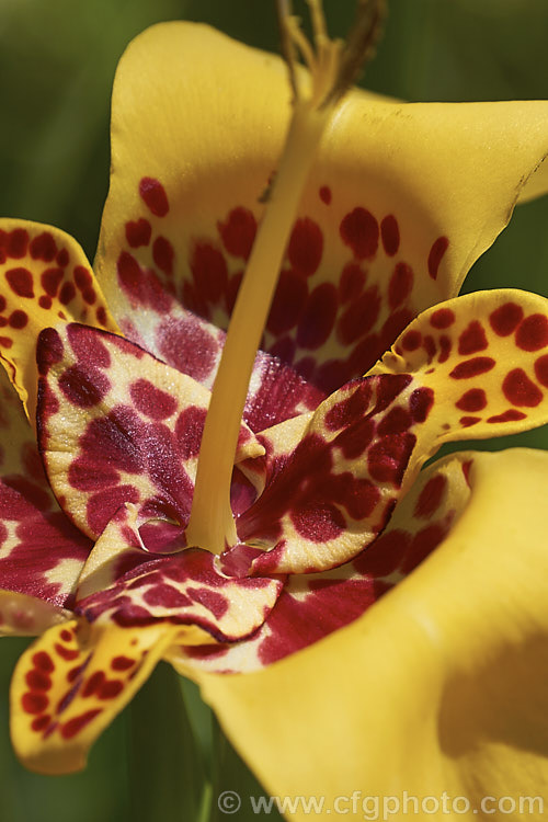 Jockey's Cap (<i>Tigridia pavonia</i>), a widely cultivated. Mexican bulb that is found in a variety of colours. The flowers last only one day but appear in succession through summer. Order: Asparagales, Family: Iridaceae