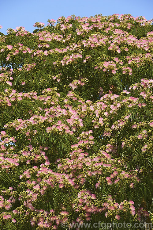 Pink Silk Tree (<i>Albizia julibrissin var. rosea</i>), a natural variety of a deciduous, summer-flowering tree found naturally from Iran to Japan. This deeper pink flowered variety tends to be a slightly smaller tree than the basic species. albizia-2159htm'>Albizia.