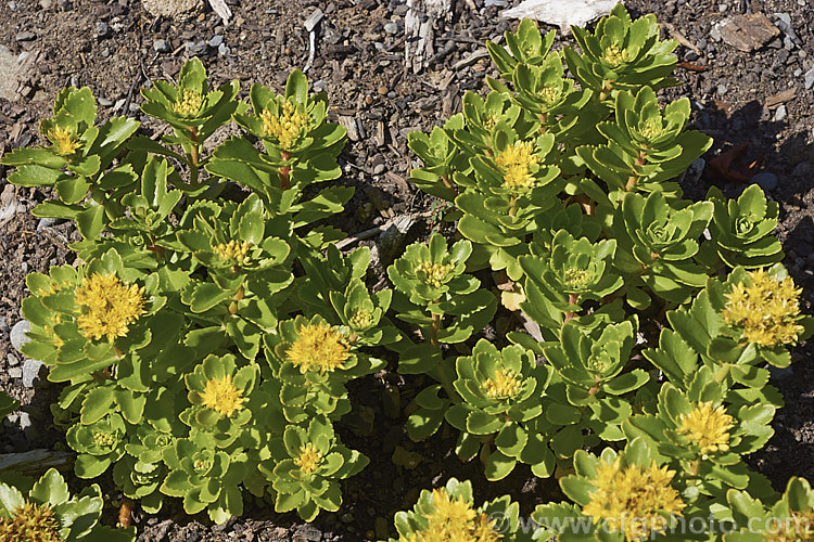 Sedum kamtschaticum subsp. ellacombianum, a subspecies of the Orange Stonecrop, a Japanese herbaceous perennial succulent. It is notable for its yellow flowers and vivid autumn foliage. sedum-2492htm'>Sedum. <a href='crassulaceae-plant-family-photoshtml'>Crassulaceae</a>.