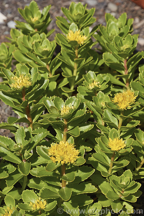 Sedum kamtschaticum subsp. ellacombianum, a subspecies of the Orange Stonecrop, a Japanese herbaceous perennial succulent. It is notable for its yellow flowers and vivid autumn foliage. sedum-2492htm'>Sedum. <a href='crassulaceae-plant-family-photoshtml'>Crassulaceae</a>.