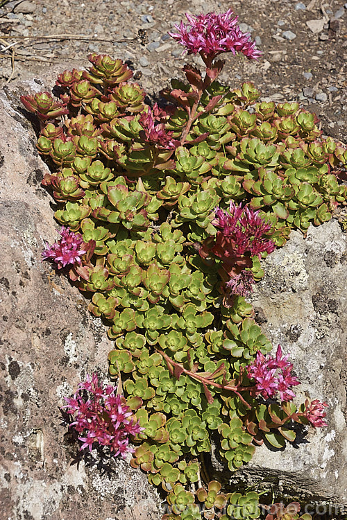 Sedum spurium 'Fuldaglut', a cultivar of a mat-forming species from the Caucasus and northern Iran. It differs from the species in having strongly red-edged that reddens more in autumn and deep pink to crimson flowers. sedum-2492htm'>Sedum. <a href='crassulaceae-plant-family-photoshtml'>Crassulaceae</a>.