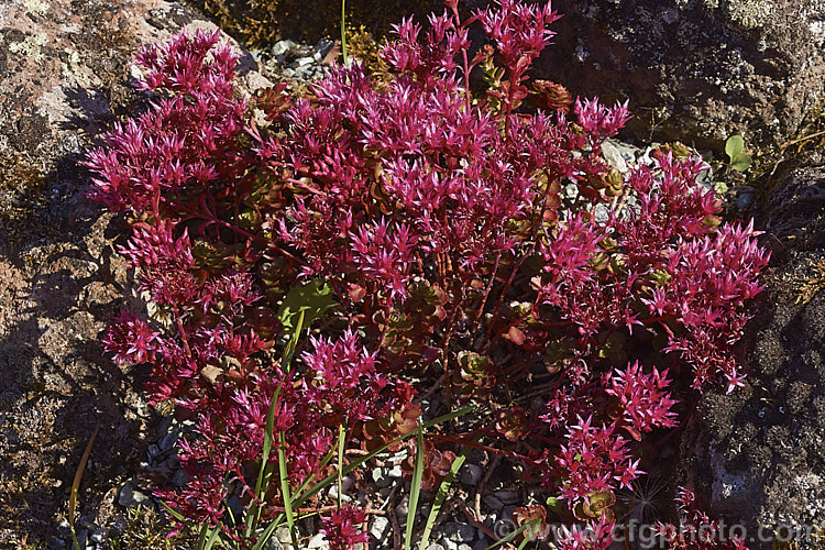 Sedum spurium 'Schorbuser. Blut' ('Dragon's Blood'), a cultivar of a mat-forming species from the Caucasus and northern Iran. It differs from the species in having strongly red-tinted foliage and flowers. sedum-2492htm'>Sedum. <a href='crassulaceae-plant-family-photoshtml'>Crassulaceae</a>.