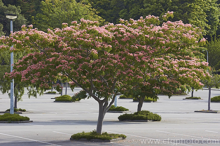 'Ombrella'. Silk Tree (<i>Albizia julibrissin 'Ombrella' ['Boubri'. Ombrella]), this spreading, flat-topped cultivar of a deciduous, summer-blooming tree found naturally from Iran to Japan has more intensely coloured flowers than either the species or its natural variety, rosea. Also, the foliage is a little darker and the leaf stems are red-tinted. albizia-2159htm'>Albizia.