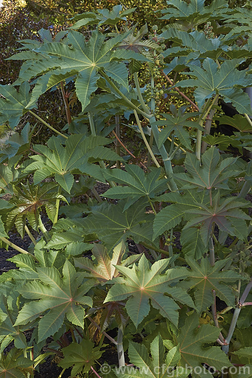 Castor. Bean (<i>Ricinus communis</i>), an evergreen, 5-12m tall shrub originally native northeastern Africa and the Middle. East but now widespread in the tropics. The source of castor oil, it is cultivated as a foliage plant but produces very poisonous spiny fruits and seeds, and can cause contact dermatitis