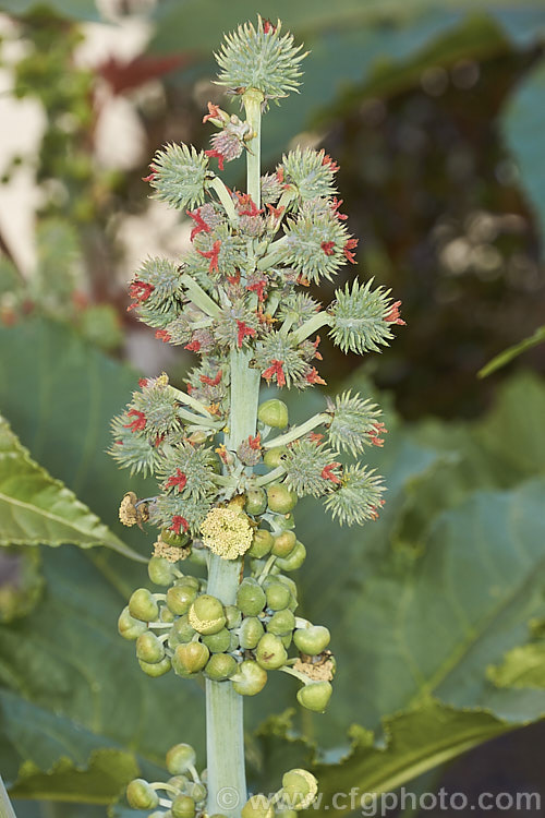 Flowerhead of the Castor. Bean (<i>Ricinus communis</i>) showing the red female flowers on the immature seedpods and the cream male flowers. This evergreen, 5-12m tall shrub was originally native northeastern Africa and the Middle. East but is now widespread in the tropics. The source of castor oil, it is cultivated as a foliage plant but produces very poisonous spiny fruits and seeds, and can cause contact dermatitis