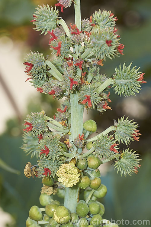 Flowerhead of the Castor. Bean (<i>Ricinus communis</i>) showing the red female flowers on the immature seedpods and the cream male flowers. This evergreen, 5-12m tall shrub was originally native northeastern Africa and the Middle. East but is now widespread in the tropics. The source of castor oil, it is cultivated as a foliage plant but produces very poisonous spiny fruits and seeds, and can cause contact dermatitis