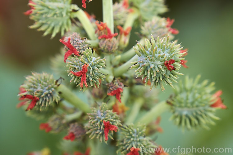 Flowerhead of the Castor. Bean (<i>Ricinus communis</i>) showing the red female flowers on the immature seedpods. The males flowers are cream and appear below the female flowers. This evergreen, 5-12m tall shrub was originally native northeastern Africa and the Middle. East but is now widespread in the tropics. The source of castor oil, it is cultivated as a foliage plant but produces very poisonous spiny fruits and seeds, and can cause contact dermatitis