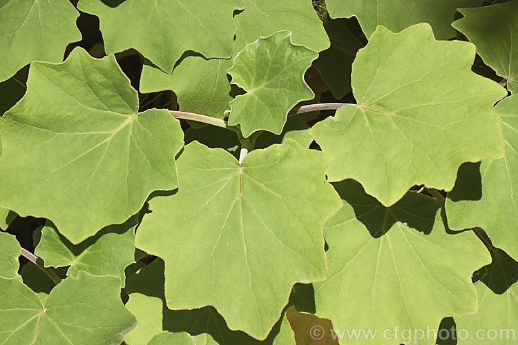 The large, velvety leaves of Roldana petasites (syn. Senecio petasitis</i>), a large evergreen perennial or shrub daisy found from Mexico to Nicaragua. It flowers for much of the year, has attractive foliage and can grow to over 3m high and wide. roldana-2724htm'>Roldana.