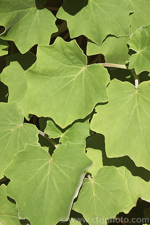The large, velvety leaves of Roldana petasites (syn. Senecio petasitis</i>), a large evergreen perennial or shrub daisy found from Mexico to Nicaragua. It flowers for much of the year, has attractive foliage and can grow to over 3m high and wide. roldana-2724htm'>Roldana.
