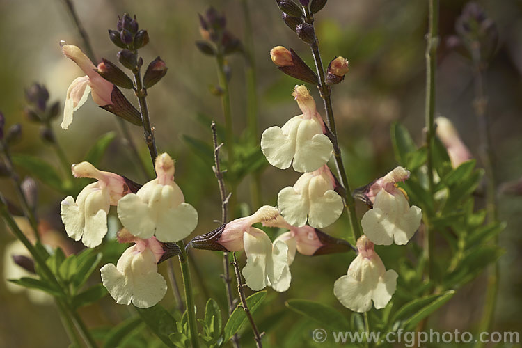 Salvia greggii 'La Luna', a cultivar of the Autumn Sage with cream to pale yellow flowers flushed with soft pink to apricot tones. The parent species is, a 35-50cm tall, summer- to autumn-flowering perennial or subshrub native to Texas and nearby parts of Mexico and usually has red, purple or pink flowers. Order: Lamiales, Family: Lamiaceae