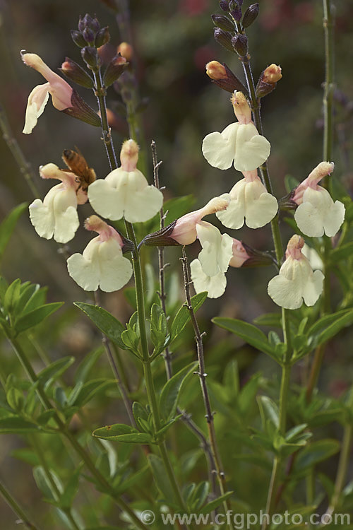 Salvia greggii 'La Luna', a cultivar of the Autumn Sage with cream to pale yellow flowers flushed with soft pink to apricot tones. The parent species is, a 35-50cm tall, summer- to autumn-flowering perennial or subshrub native to Texas and nearby parts of Mexico and usually has red, purple or pink flowers. Order: Lamiales, Family: Lamiaceae