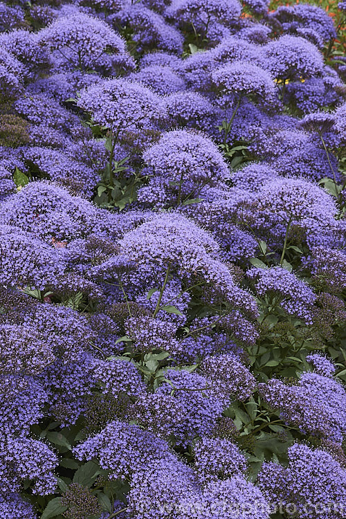 Trachelium caeruleum 'Passion in Violet', a compact strain of a woody-stemmed western and central Mediterranean perennial that is often treated as a summer annual 'Passion in Violet' is around 40cm high, as opposed to the species, which can grow to over 1m tall trachelium-3361htm'>Trachelium. <a href='campanulaceae-plant-family-photoshtml'>Campanulaceae</a>.