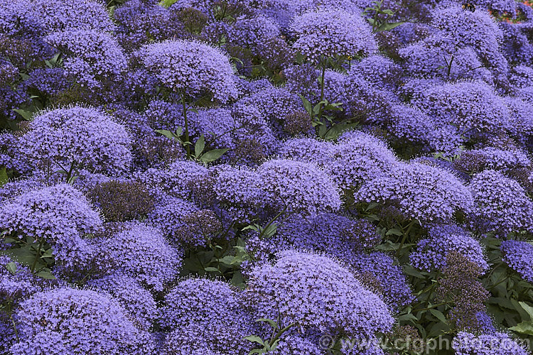 Trachelium caeruleum 'Passion in Violet', a compact strain of a woody-stemmed western and central Mediterranean perennial that is often treated as a summer annual 'Passion in Violet' is around 40cm high, as opposed to the species, which can grow to over 1m tall trachelium-3361htm'>Trachelium. <a href='campanulaceae-plant-family-photoshtml'>Campanulaceae</a>.