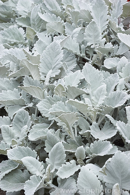 Jacobaea maritima 'Cirrus' (syn. Senecio cineraria 'Cirrus'), a cultivar of Dusty. Miller, an evergreen. Mediterranean subshrub usually treated as a foliage annual in cultivation. The yellow daisy flowerheads are usually removed. jacobaea-2712htm'>Jacobaea.