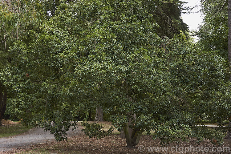 Japanese Evergreen Oak (<i>Quercus acuta</i>), an evergreen tree up to 25m tall found in Japan, North Korea and China. In cultivation it usually grows as a large round-headed shrub or small tree