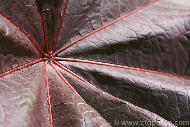 Foliage detail of the Purple-leafed. Castor. Bean (<i>Ricinus communis 'Carmencita'), a cultivar with bright red female flowers in addition to its dark foliage. The Castor. Bean is an evergreen, 5-12m tall shrub originally native northeastern Africa and the Middle. East but now widespread in the tropics. The source of castor oil, it is cultivated as a foliage plant but produces very poisonous spiny fruits and seeds, and can cause contact dermatitis<a href='euphorbiaceae-plant-family-photoshtml'>Euphorbiaceae</a>