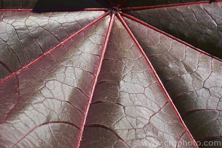 Foliage detail of the Purple-leafed. Castor. Bean (<i>Ricinus communis 'Carmencita'), a cultivar with bright red female flowers in addition to its dark foliage. The Castor. Bean is an evergreen, 5-12m tall shrub originally native northeastern Africa and the Middle. East but now widespread in the tropics. The source of castor oil, it is cultivated as a foliage plant but produces very poisonous spiny fruits and seeds, and can cause contact dermatitis
