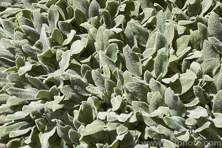 Lamb's Ears (<i>Stachys byzantina [syn. Stachys lanata]), an evergreen silver-haired perennial found from the Caucasus to Iran. Its mauve, early summer-borne flowers are carried on upright spikes in heads known as verticillasters