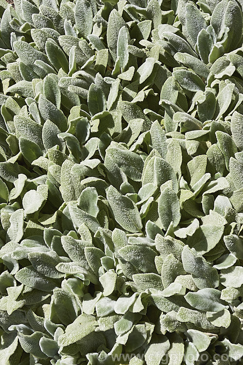 Lamb's Ears (<i>Stachys byzantina [syn. Stachys lanata]), an evergreen silver-haired perennial found from the Caucasus to Iran. Its mauve, early summer-borne flowers are carried on upright spikes in heads known as verticillasters