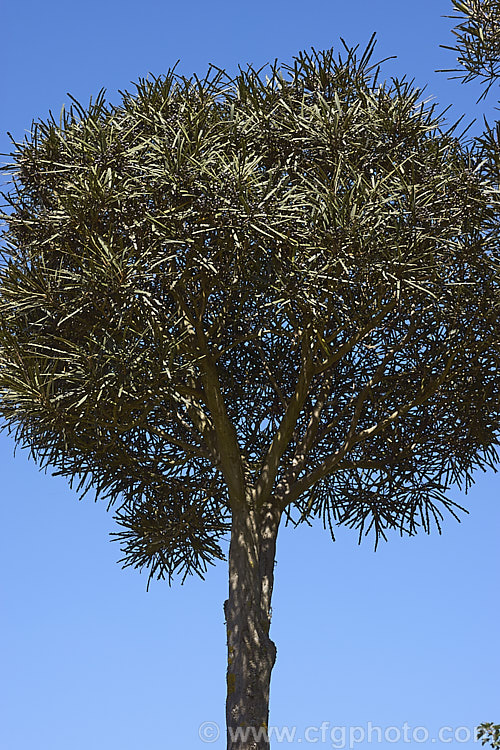 Toothed. Lancewood or Fierce. Lancewood (<i>Pseudopanax ferox</i>) with fruit. The foliage of this small tree native to New Zealand passes through four stages before developing it 15cm long, smooth-edged, oblong adult leaves. The juvenile leaves are usually very thick and narrow, almost woody, and are edged with very coarse, sharp teeth. Sprays of small green flowers are followed by olive-like fruits. This example is at the stage just before the fully adult foliage develops and this is probably its first crop of fruit. pseudopanax-2147htm'>Pseudopanax. Order: Apiales, Family: Araliaceae