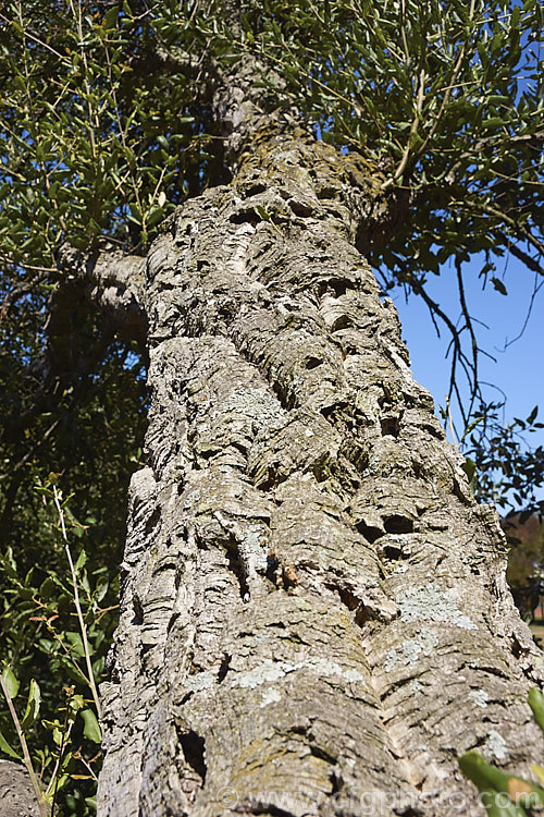 View along a large branch of a Cork. Oak (<i>Quercus suber</i>), showing the deeply furrowed and fissured bark. The Cork. Oak is a 20-25m tall evergreen oak native to southern Europe and North Africa. Its bark is the source of natural cork. Order: Fagales, Family: Fagaceae