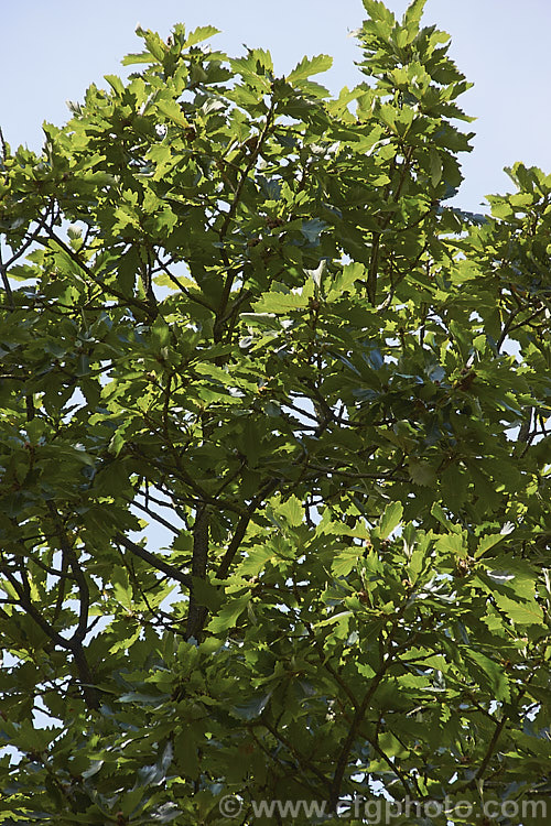 The mature summer foliage of the Daimyo Oak (<i>Quercus dentata</i>), a large-leaved deciduous oak tree to 25m tall, native to Japan, Korea and nearby parts of China. The deeply lobed leaves can be over 30cm long and 20cm wide. The foliage often hangs on the tree well into winter, even when dry and brown. The acorn cups, which often cover more than half the acorn, are covered in road, flattened protuberances