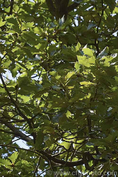 The mature summer foliage of the Daimyo Oak (<i>Quercus dentata</i>), a large-leaved deciduous oak tree to 25m tall, native to Japan, Korea and nearby parts of China. The deeply lobed leaves can be over 30cm long and 20cm wide. The foliage often hangs on the tree well into winter, even when dry and brown. The acorn cups, which often cover more than half the acorn, are covered in road, flattened protuberances