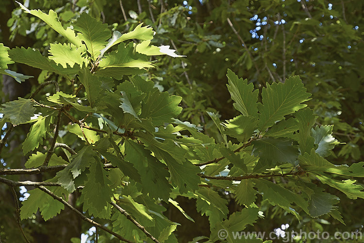 The mature summer foliage of the Daimyo Oak (<i>Quercus dentata</i>), a large-leaved deciduous oak tree to 25m tall, native to Japan, Korea and nearby parts of China. The deeply lobed leaves can be over 30cm long and 20cm wide. The foliage often hangs on the tree well into winter, even when dry and brown. The acorn cups, which often cover more than half the acorn, are covered in road, flattened protuberances