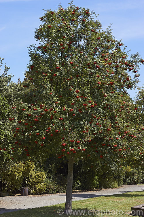 Showy. Mountain Ash or Dogberry (<i>Sorbus decora</i>), a 6-10m tall deciduous tree native to northeastern North America. The clusters of red berries follow spring-borne heads of tiny white to cream flowers. The effect is similar to the common. Mountain Ash (<i>Sorbus aucuparia</i>) but the leaflets are usually larger and darker and the red fruit (as opposed to orange for. S aucuparia</i>) ripens later, often persisting beyond leaf fall. sorbus-2143htm'>Sorbus.