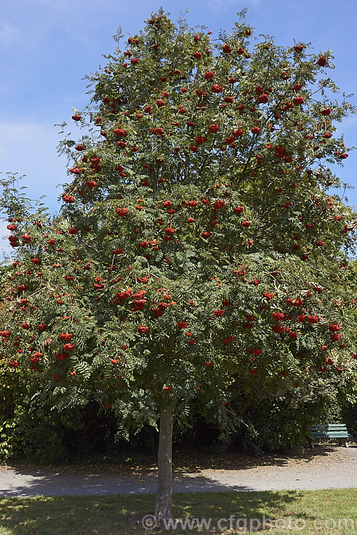 Showy. Mountain Ash or Dogberry (<i>Sorbus decora</i>), a 6-10m tall deciduous tree native to northeastern North America. The clusters of red berries follow spring-borne heads of tiny white to cream flowers. The effect is similar to the common. Mountain Ash (<i>Sorbus aucuparia</i>) but the leaflets are usually larger and darker and the red fruit (as opposed to orange for. S aucuparia</i>) ripens later, often persisting beyond leaf fall. sorbus-2143htm'>Sorbus.