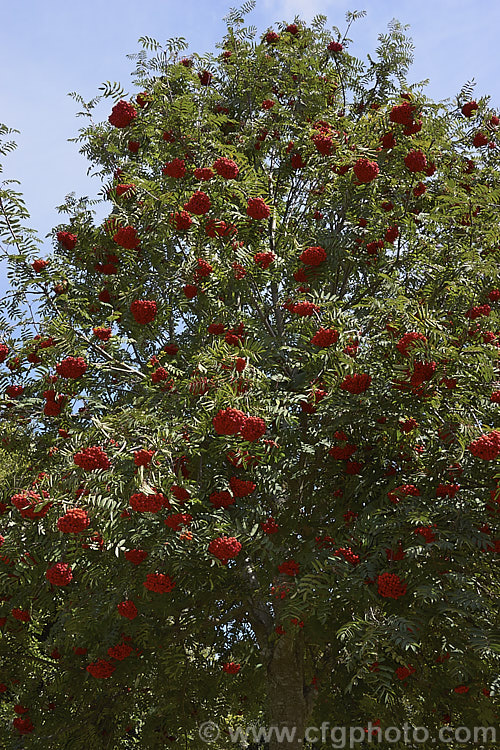 Showy. Mountain Ash or Dogberry (<i>Sorbus decora</i>), a 6-10m tall deciduous tree native to northeastern North America. The clusters of red berries follow spring-borne heads of tiny white to cream flowers. The effect is similar to the common. Mountain Ash (<i>Sorbus aucuparia</i>) but the leaflets are usually larger and darker and the red fruit (as opposed to orange for. S aucuparia</i>) ripens later, often persisting beyond leaf fall. sorbus-2143htm'>Sorbus.