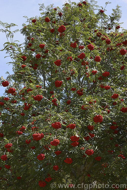 Showy. Mountain Ash or Dogberry (<i>Sorbus decora</i>), a 6-10m tall deciduous tree native to northeastern North America. The clusters of red berries follow spring-borne heads of tiny white to cream flowers. The effect is similar to the common. Mountain Ash (<i>Sorbus aucuparia</i>) but the leaflets are usually larger and darker and the red fruit (as opposed to orange for. S aucuparia</i>) ripens later, often persisting beyond leaf fall. sorbus-2143htm'>Sorbus.