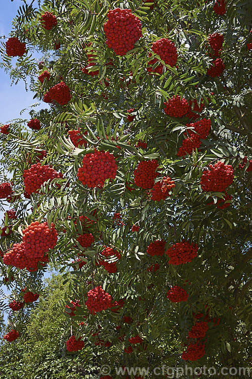 Showy. Mountain Ash or Dogberry (<i>Sorbus decora</i>), a 6-10m tall deciduous tree native to northeastern North America. The clusters of red berries follow spring-borne heads of tiny white to cream flowers. The effect is similar to the common. Mountain Ash (<i>Sorbus aucuparia</i>) but the leaflets are usually larger and darker and the red fruit (as opposed to orange for. S aucuparia</i>) ripens later, often persisting beyond leaf fall. sorbus-2143htm'>Sorbus.