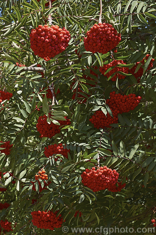 Showy. Mountain Ash or Dogberry (<i>Sorbus decora</i>), a 6-10m tall deciduous tree native to northeastern North America. The clusters of red berries follow spring-borne heads of tiny white to cream flowers. The effect is similar to the common. Mountain Ash (<i>Sorbus aucuparia</i>) but the leaflets are usually larger and darker and the red fruit (as opposed to orange for. S aucuparia</i>) ripens later, often persisting beyond leaf fall. sorbus-2143htm'>Sorbus.