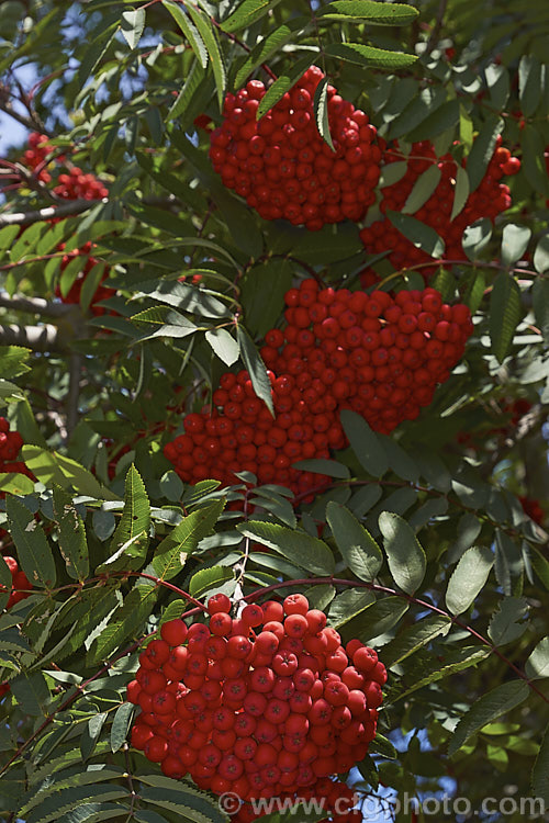 Showy. Mountain Ash or Dogberry (<i>Sorbus decora</i>), a 6-10m tall deciduous tree native to northeastern North America. The clusters of red berries follow spring-borne heads of tiny white to cream flowers. The effect is similar to the common. Mountain Ash (<i>Sorbus aucuparia</i>) but the leaflets are usually larger and darker and the red fruit (as opposed to orange for. S aucuparia</i>) ripens later, often persisting beyond leaf fall. sorbus-2143htm'>Sorbus.