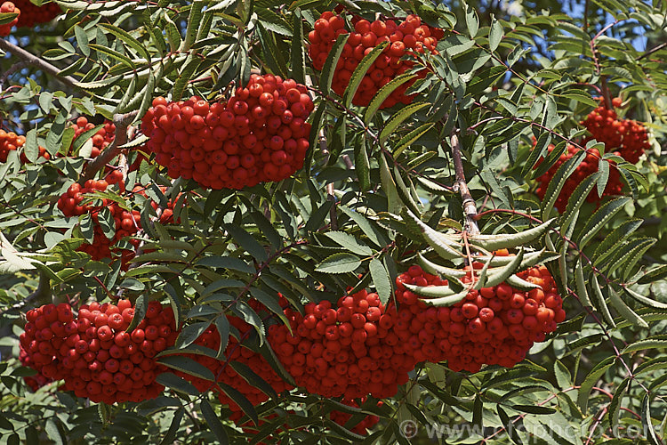 Showy. Mountain Ash or Dogberry (<i>Sorbus decora</i>), a 6-10m tall deciduous tree native to northeastern North America. The clusters of red berries follow spring-borne heads of tiny white to cream flowers. The effect is similar to the common. Mountain Ash (<i>Sorbus aucuparia</i>) but the leaflets are usually larger and darker and the red fruit (as opposed to orange for. S aucuparia</i>) ripens later, often persisting beyond leaf fall. sorbus-2143htm'>Sorbus.