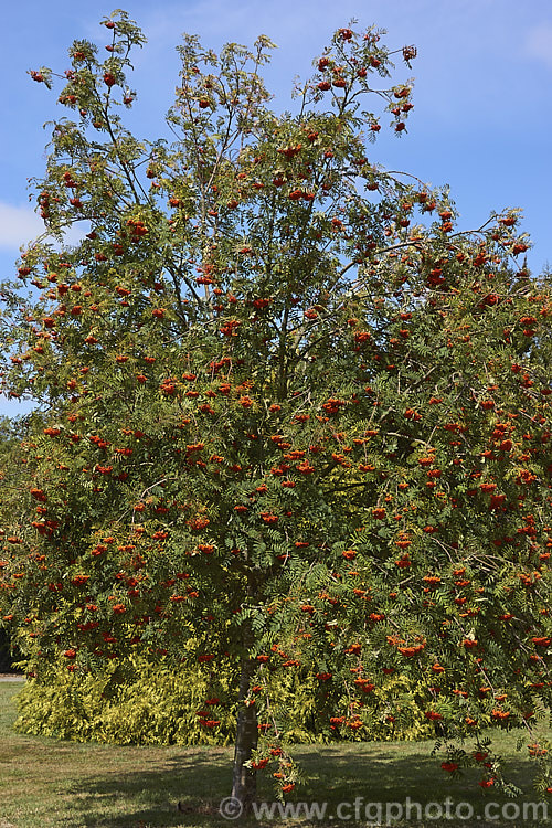 Rowan or Mountain Ash (<i>Sorbus aucuparia</i>), a small Eurasian deciduous tree. The clusters of orange-red berries follow spring-borne heads of tiny white to cream flowers. The fruit matures early and is ripe by mid- to late summer. sorbus-2143htm'>Sorbus.