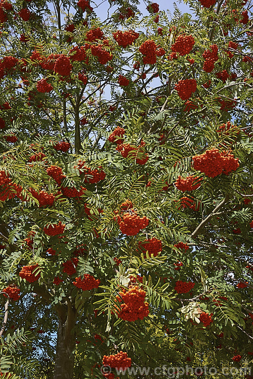 Rowan or Mountain Ash (<i>Sorbus aucuparia</i>), a small Eurasian deciduous tree. The clusters of orange-red berries follow spring-borne heads of tiny white to cream flowers. The fruit matures early and is ripe by mid- to late summer. sorbus-2143htm'>Sorbus.