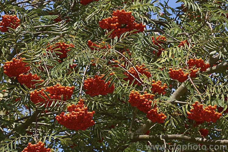 Rowan or Mountain Ash (<i>Sorbus aucuparia</i>), a small Eurasian deciduous tree. The clusters of orange-red berries follow spring-borne heads of tiny white to cream flowers. The fruit matures early and is ripe by mid- to late summer. sorbus-2143htm'>Sorbus.