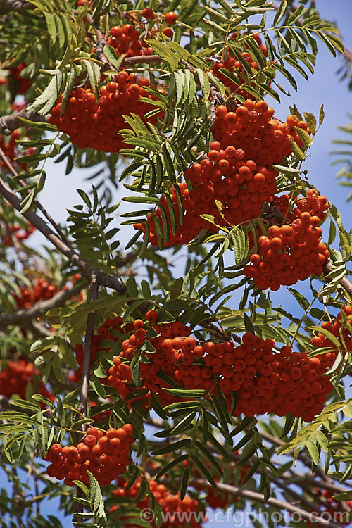 Rowan or Mountain Ash (<i>Sorbus aucuparia</i>), a small Eurasian deciduous tree. The clusters of orange-red berries follow spring-borne heads of tiny white to cream flowers. The fruit matures early and is ripe by mid- to late summer. sorbus-2143htm'>Sorbus.